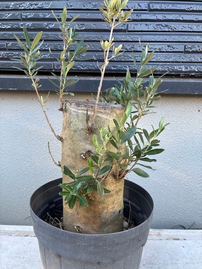 オリーブの木　ミッション　極太　苗