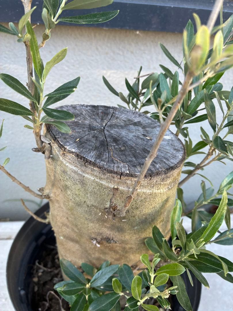 オリーブの木　ミッション　極太　苗