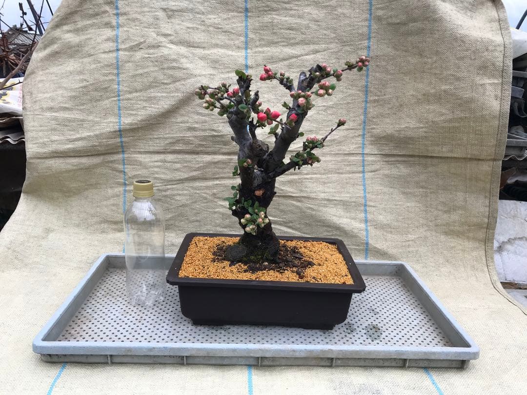 木瓜(ボケ)・放春花 越の輝 角鉢(咲分け保証品)①