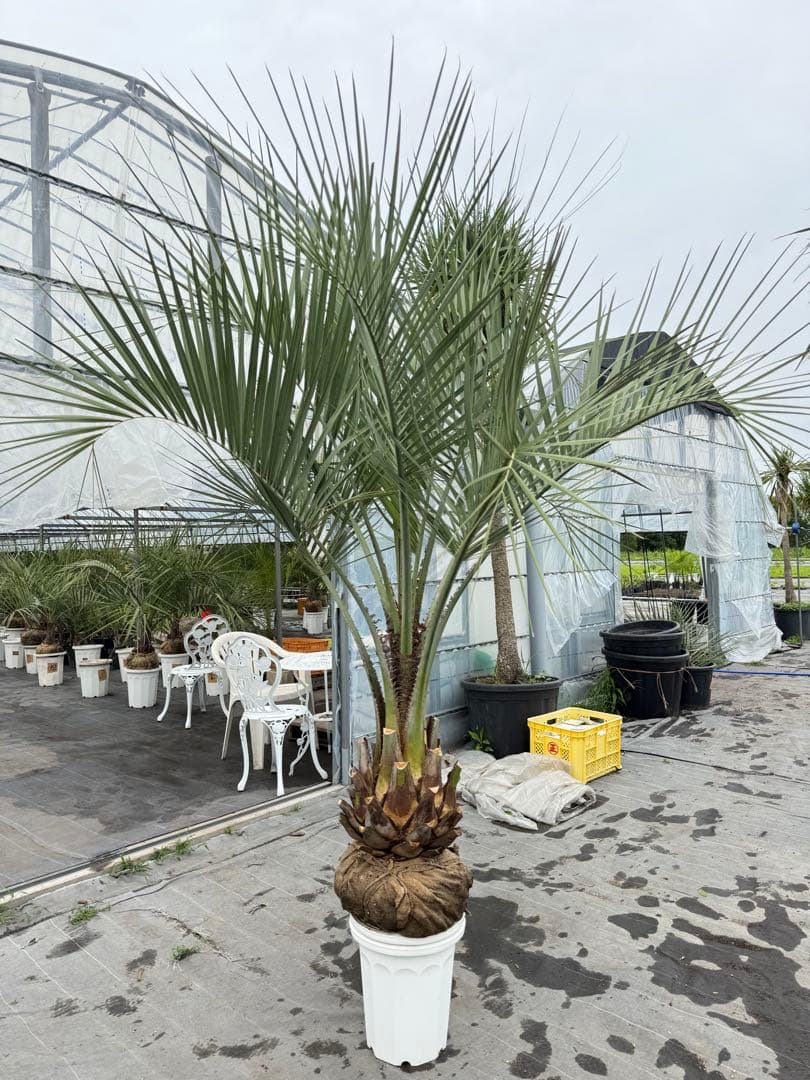 ココスヤシ　シルバーリーフ 葉先200cm 幹回り95幹高40cm