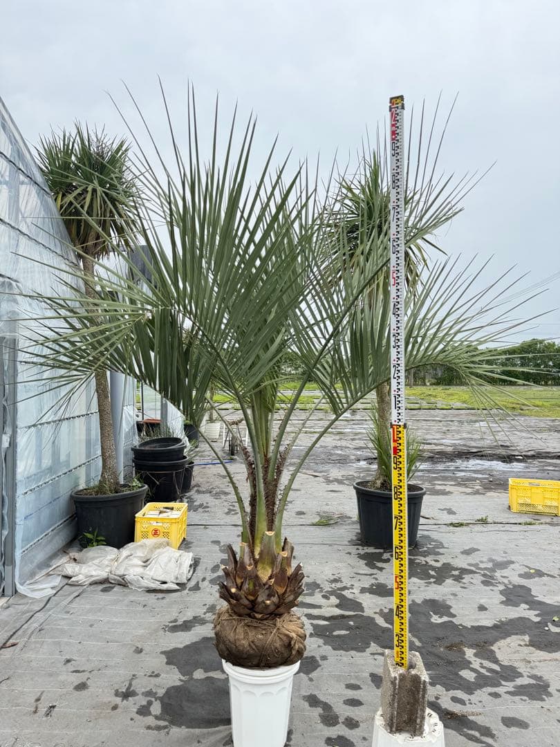 ココスヤシ　シルバーリーフ 葉先200cm 幹回り95幹高40cm