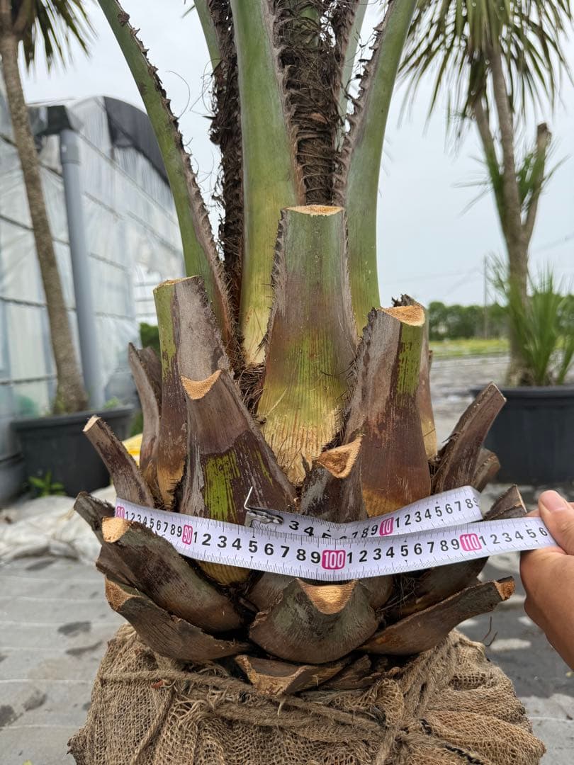 ココスヤシ　シルバーリーフ 葉先200cm 幹回り95幹高40cm