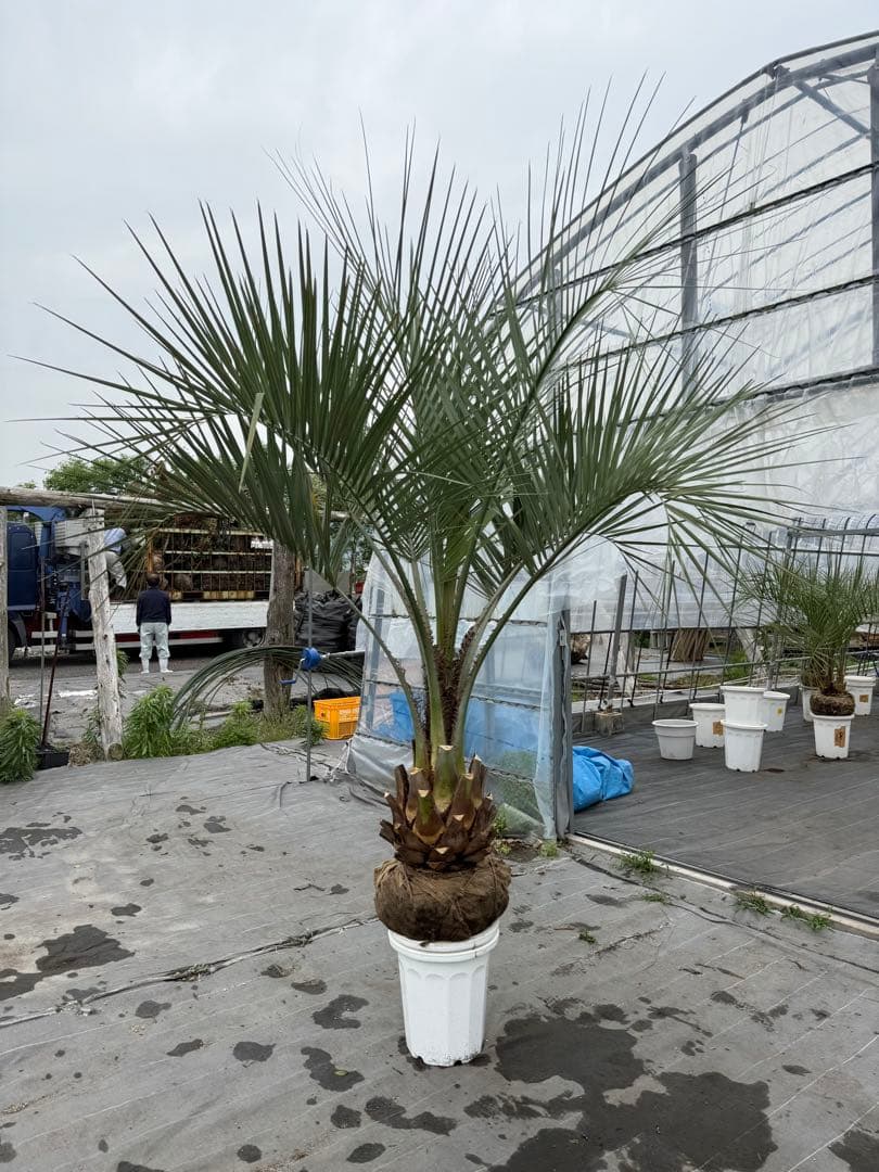 ココスヤシ　シルバーリーフ 葉先200cm 幹回り95幹高40cm