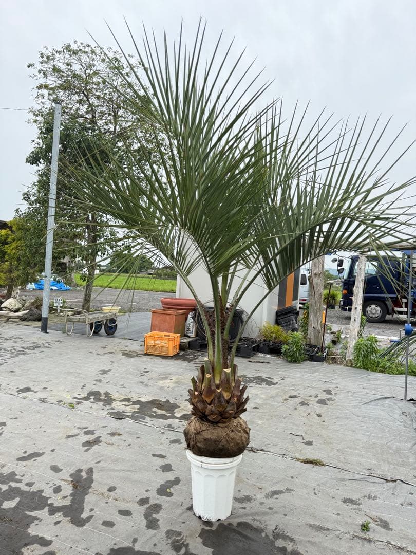 ココスヤシ　シルバーリーフ 葉先200cm 幹回り95幹高40cm