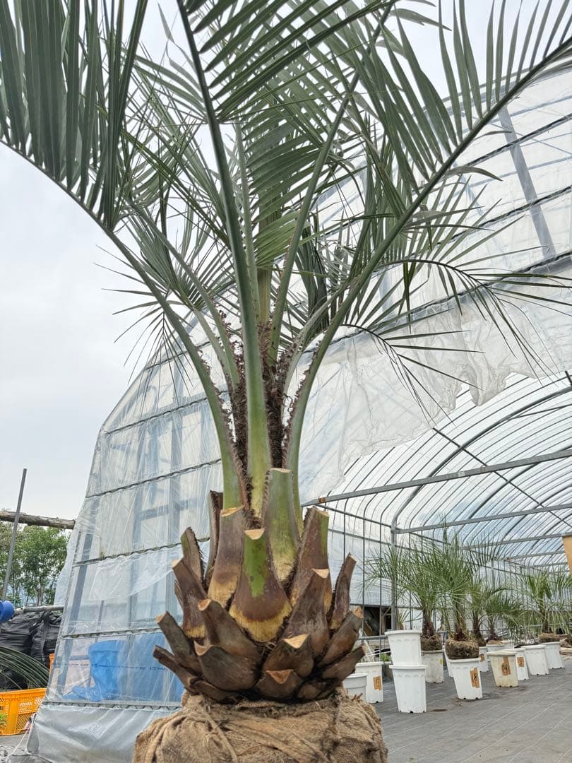 ココスヤシ　シルバーリーフ 葉先200cm 幹回り95幹高40cm