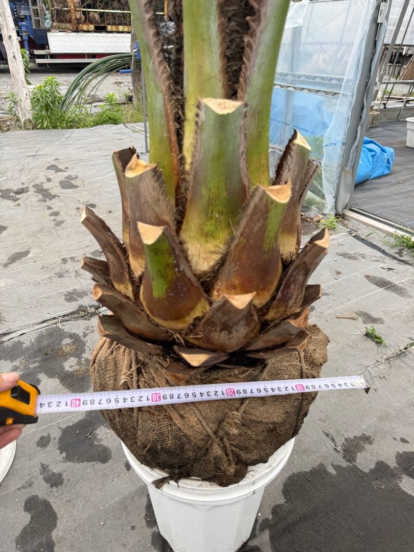 ココスヤシ　シルバーリーフ 葉先200cm 幹回り95幹高40cm