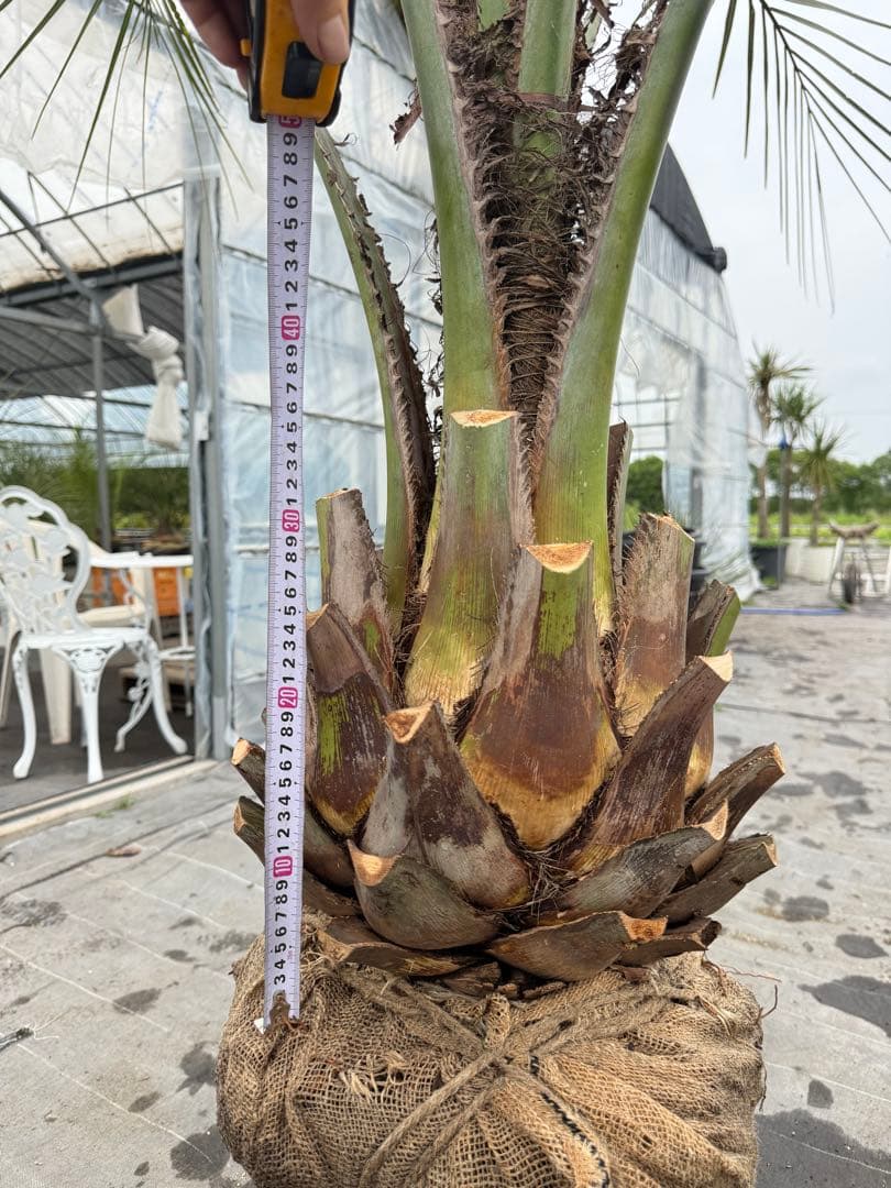 ココスヤシ　シルバーリーフ 葉先200cm 幹回り95幹高40cm