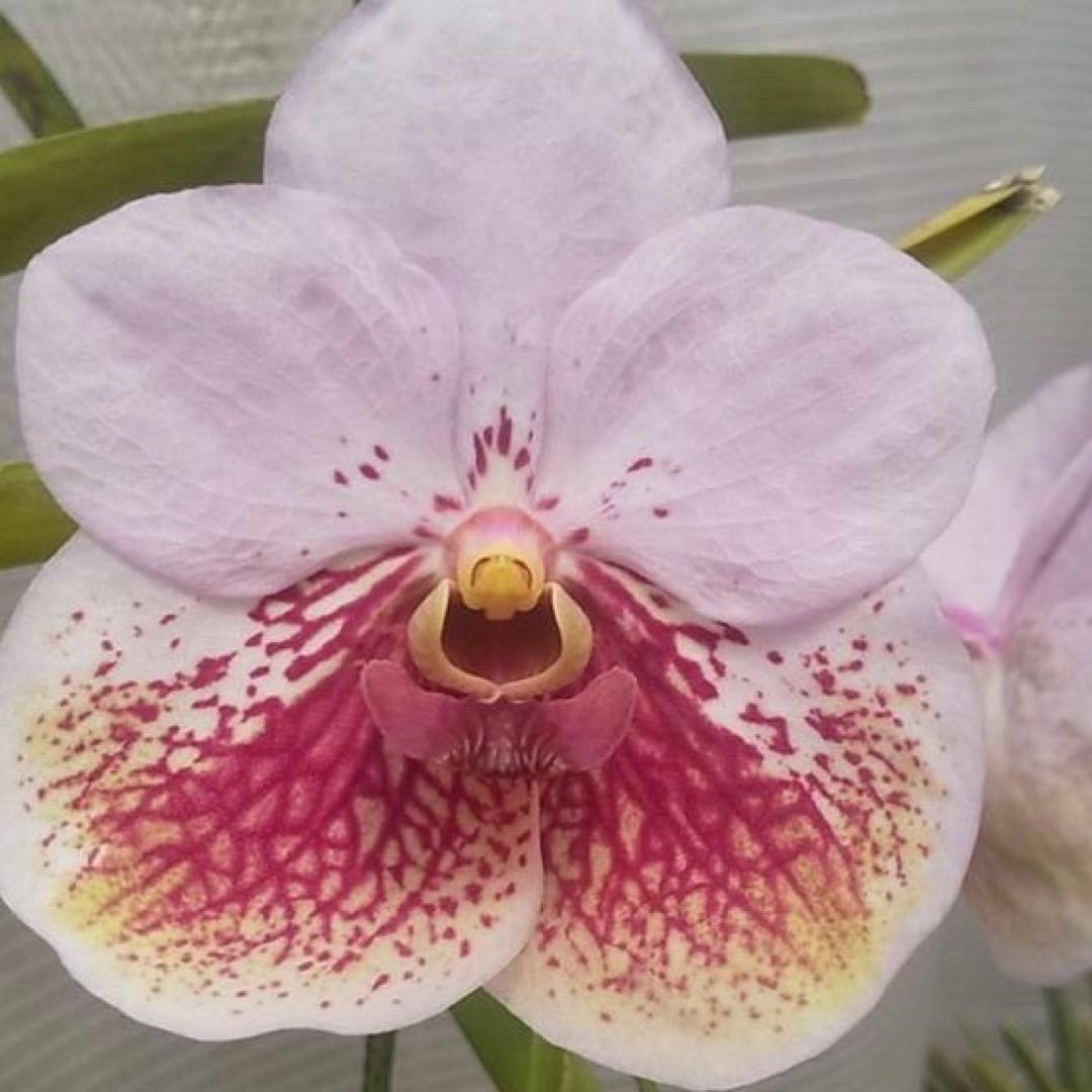 サンデリアナ　幼苗1 洋蘭