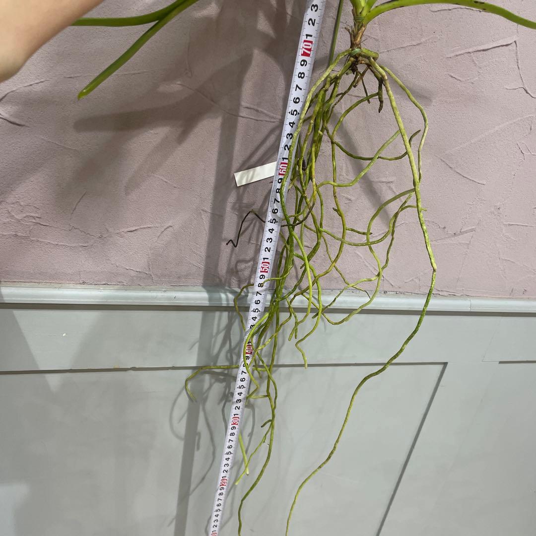 サンデリアナ　幼苗1 洋蘭