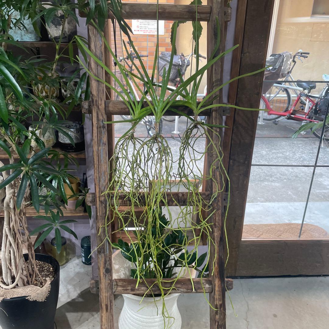 サンデリアナ　幼苗1 洋蘭