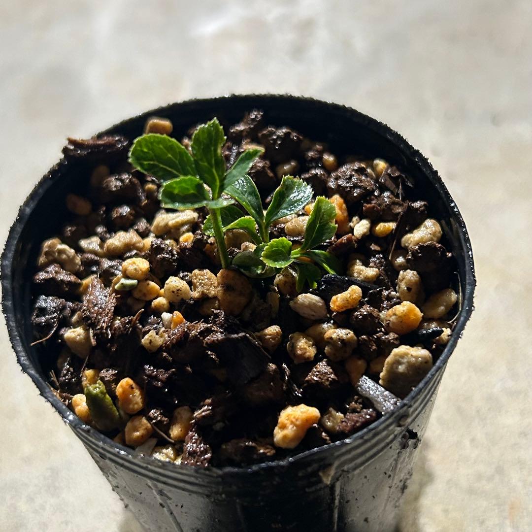 もり子「歳末セール」クリスマスローズ 苗 セット