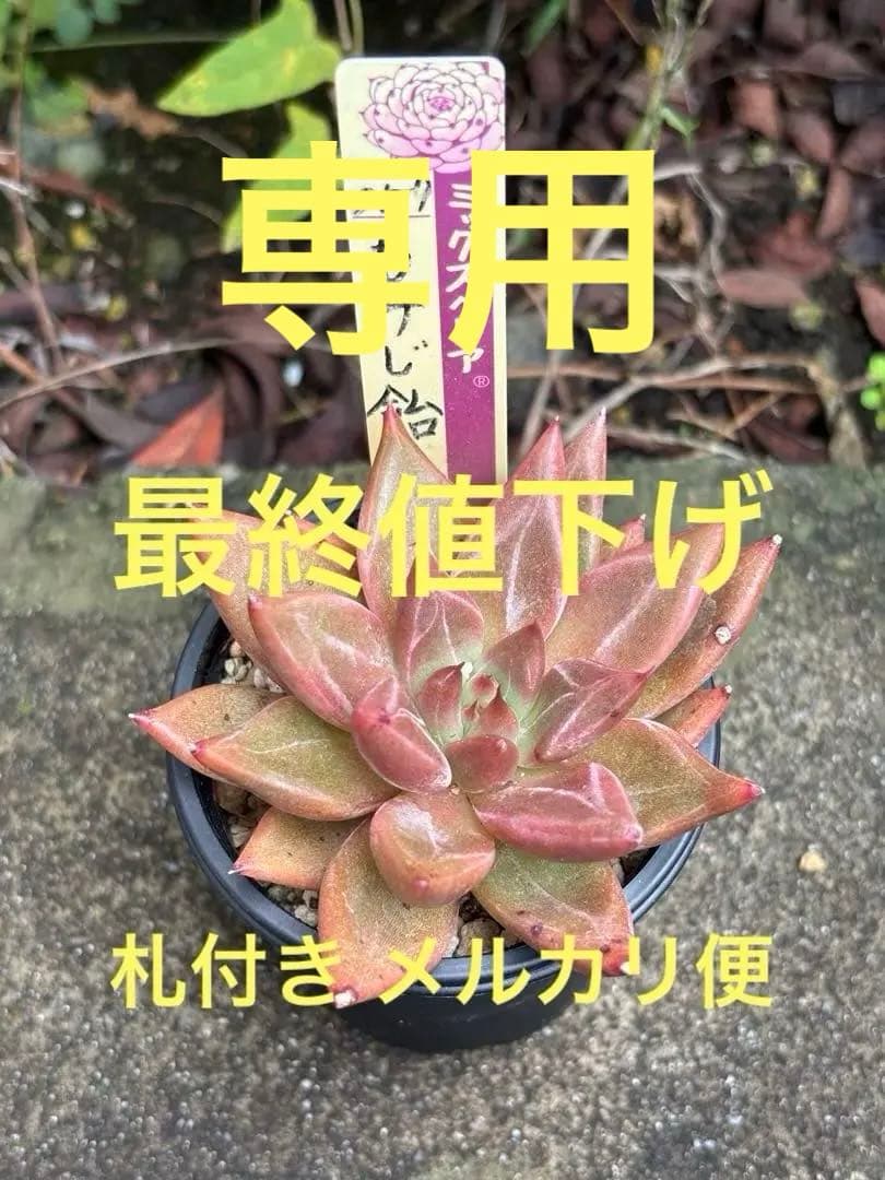 専用 おらいさん苗 ミックスベリア もみじ飴 札付き 多肉植物