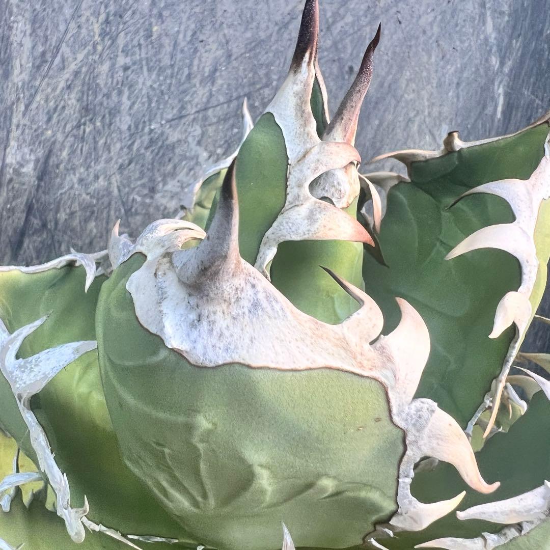 m*o様 アガベ　オアハカ現地株　特大株