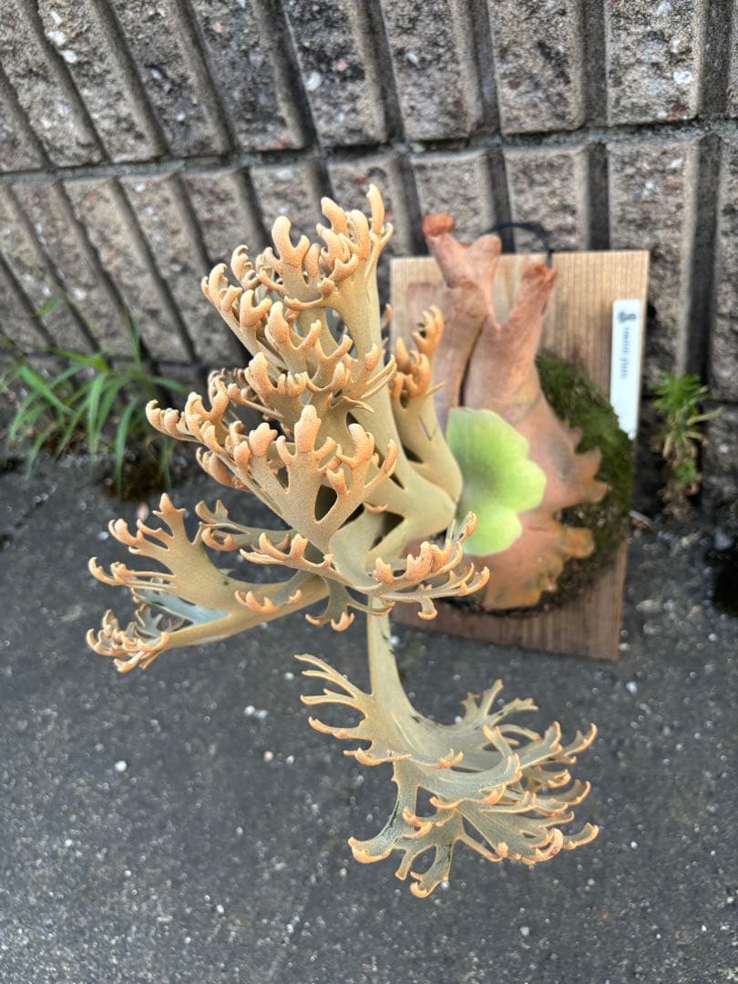 jenny comolebi 血統　胞子　ビカクシダ コウモリラン