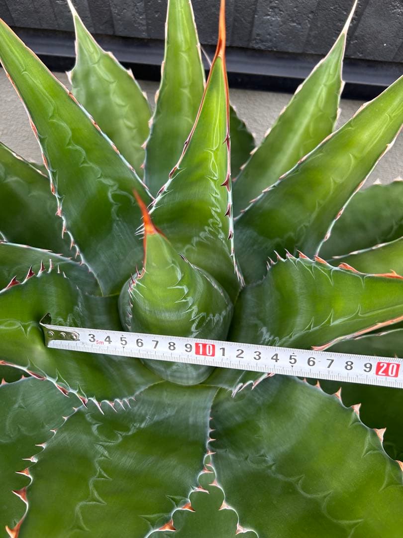 アガベ　モンタナ　超特大　美形　引き取り限定 　ドライガーデン　サボテン