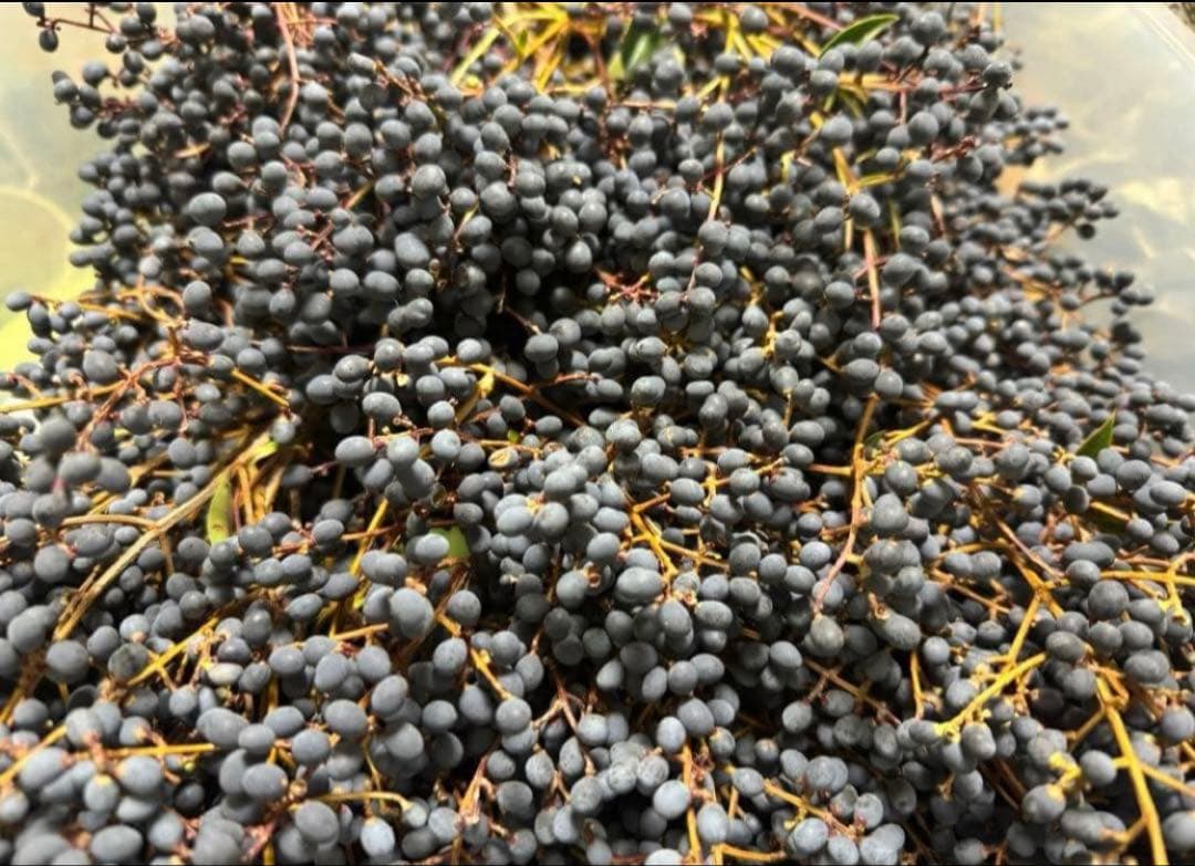 トウネズミモチの実　トウネズミモチの果実