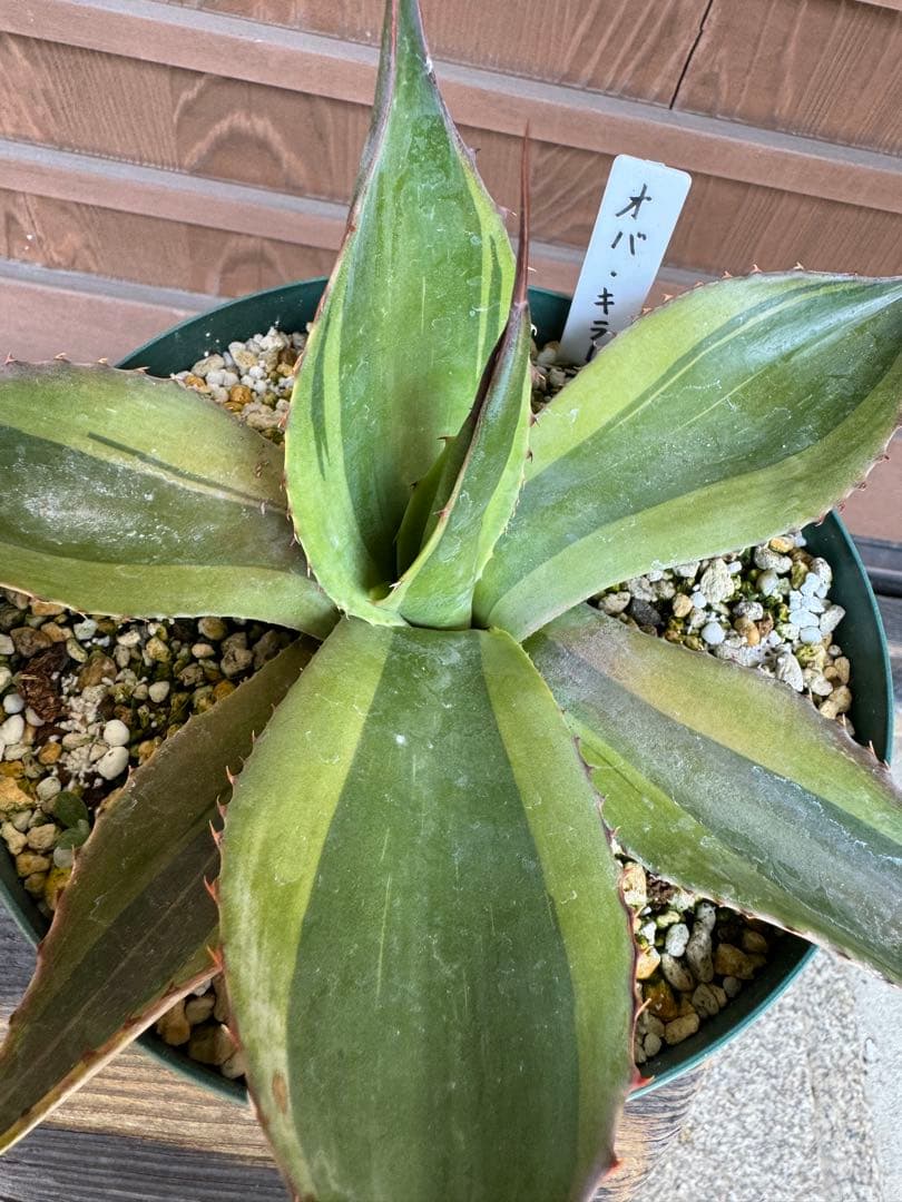 アガベ Agave ovatifolia 'Killer' 211