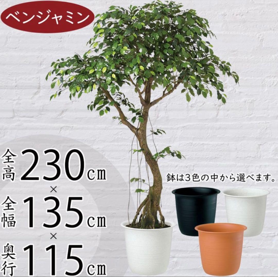 光触媒　人工観葉植物　ウォールグリーン　フェイクグリーン　ベンジャミナコアッド鉢
