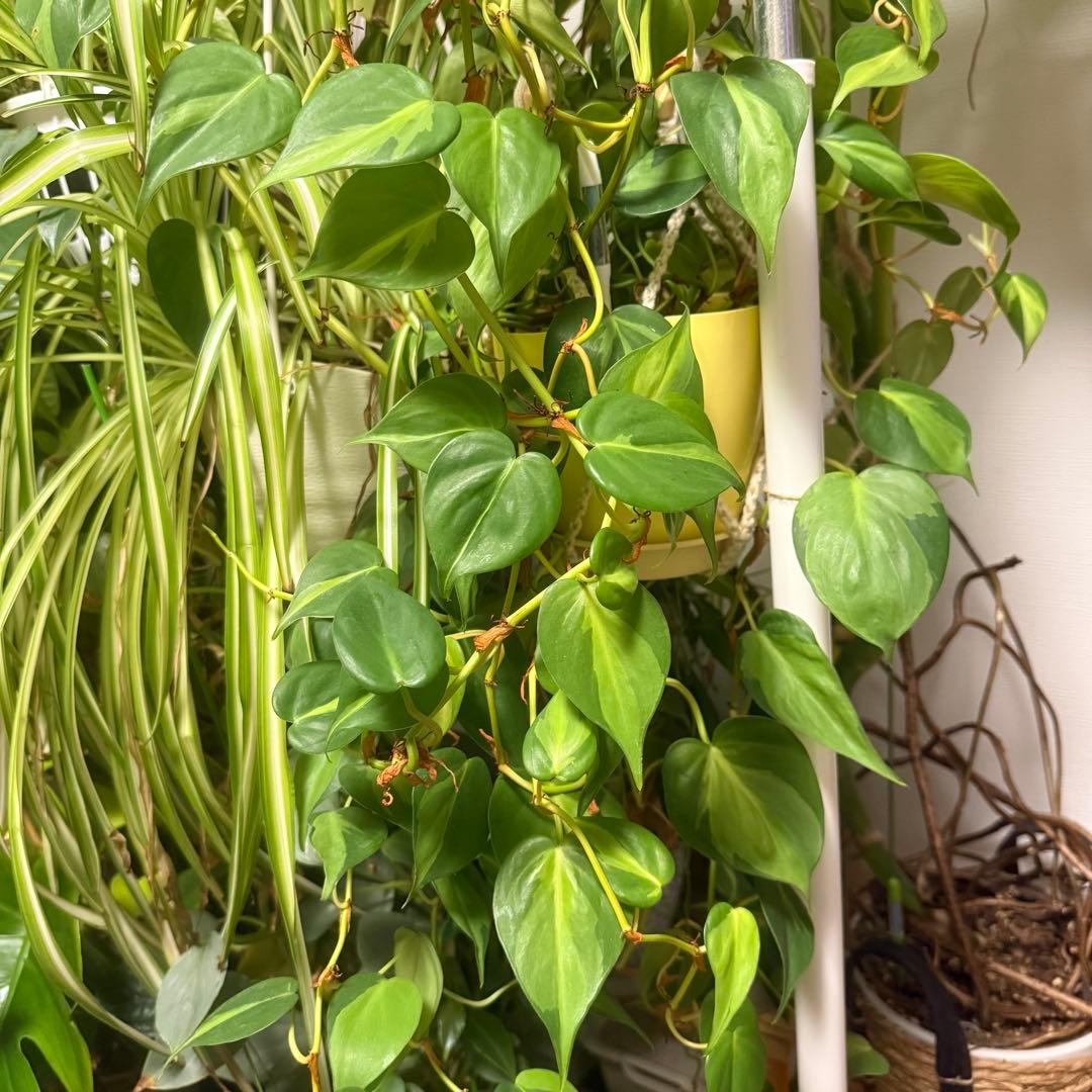 フィロデンドロン オキシカルジウムブラジル 50cmカット（発送停止中）