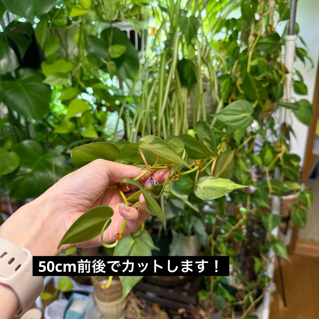 フィロデンドロン オキシカルジウムブラジル 50cmカット（発送停止中）