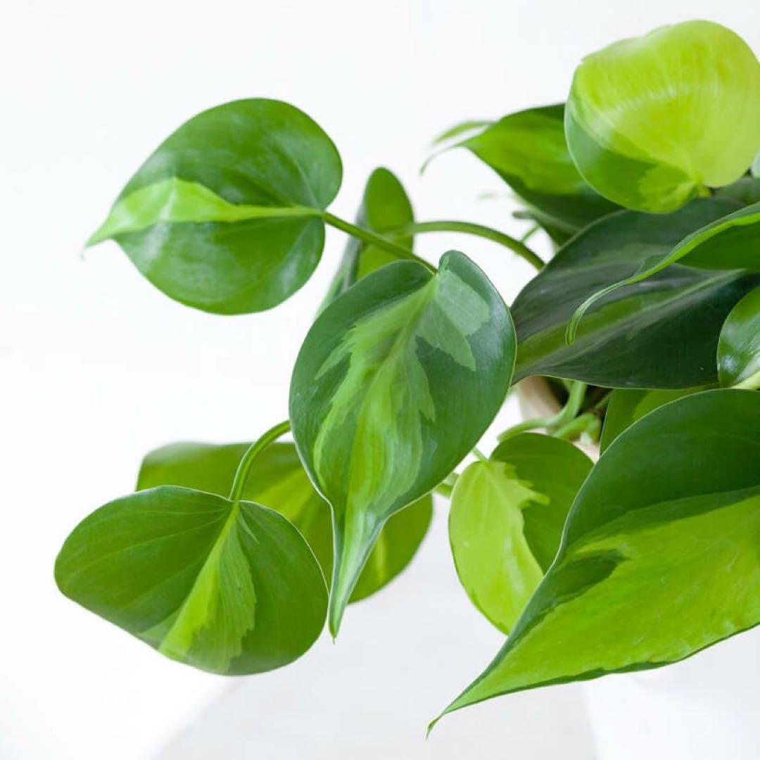 フィロデンドロン オキシカルジウムブラジル 50cmカット（発送停止中）