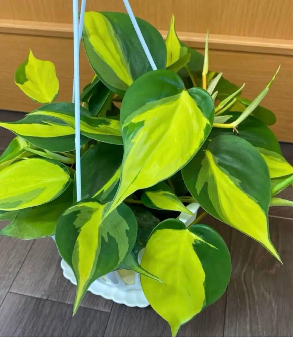 フィロデンドロン オキシカルジウムブラジル 50cmカット（発送停止中）