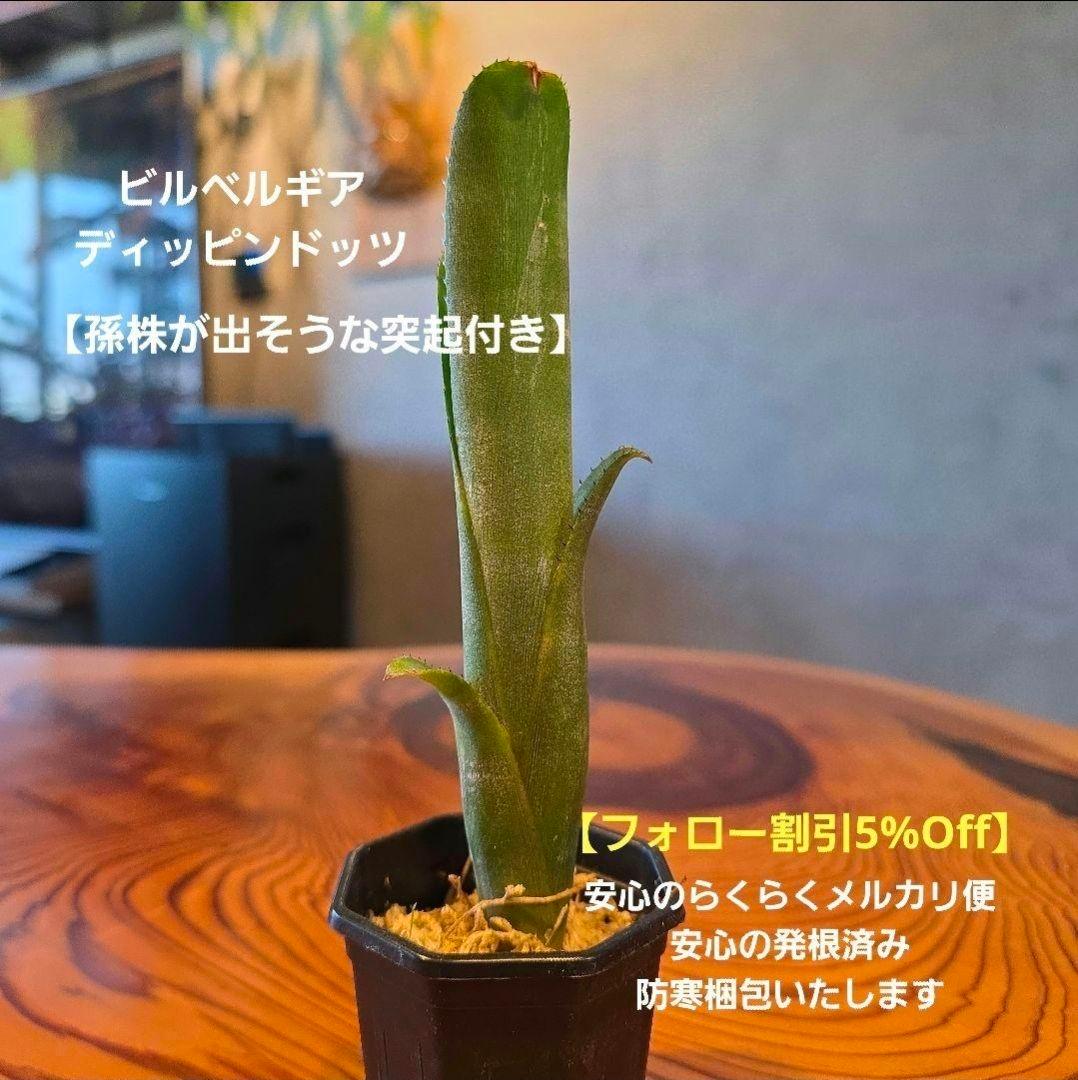 【ビルベルギア ディッピンドッツ】孫株出そうな突起付き♪発根済♪タンクブロメリア