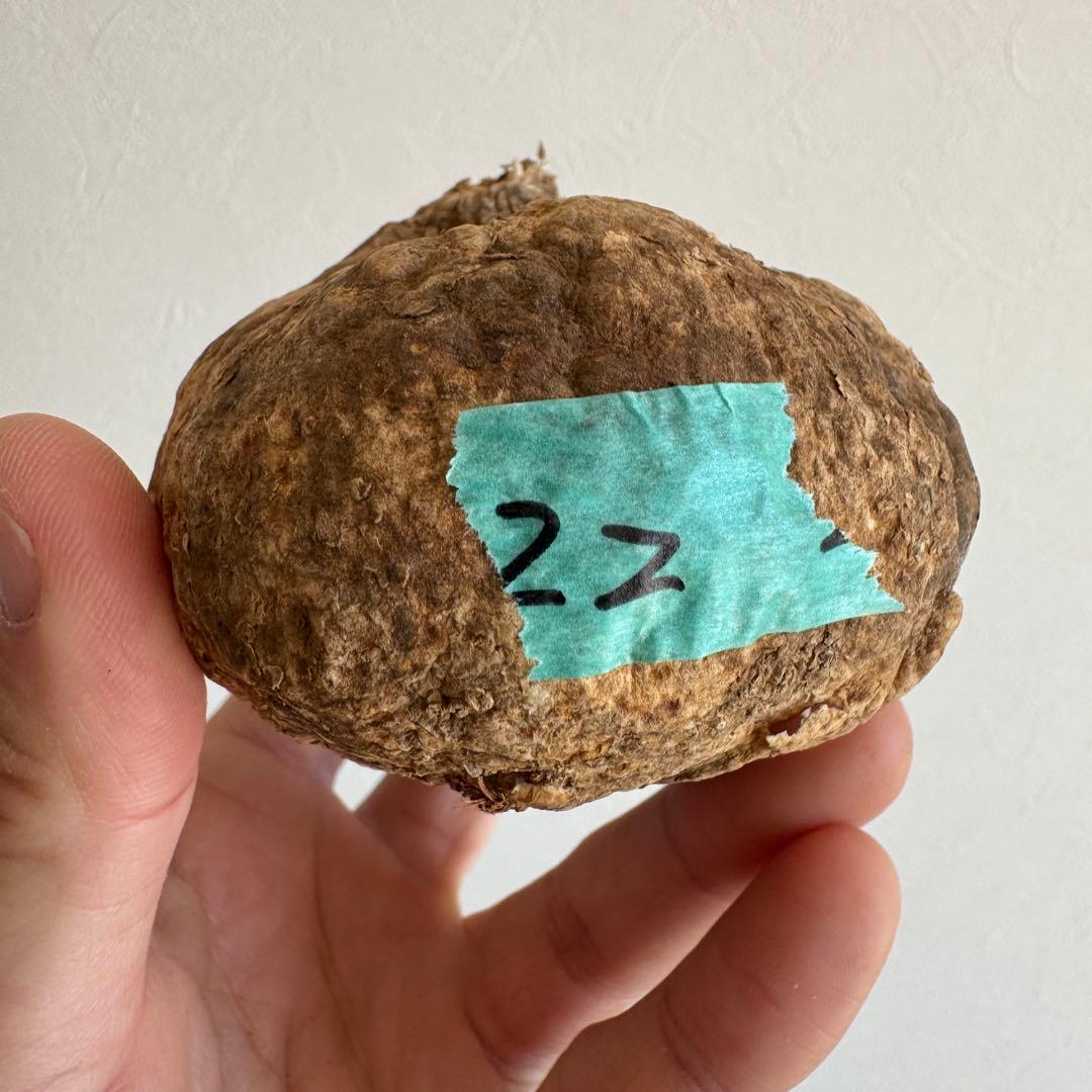 22.アデニア・オバタ 輸入直後ベアルート株　Adenia Ovata