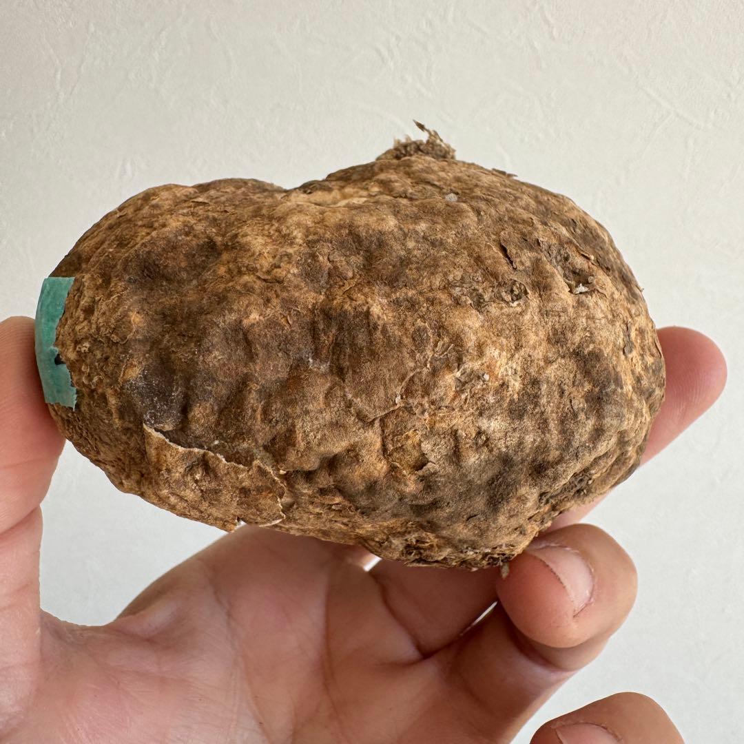 22.アデニア・オバタ 輸入直後ベアルート株　Adenia Ovata