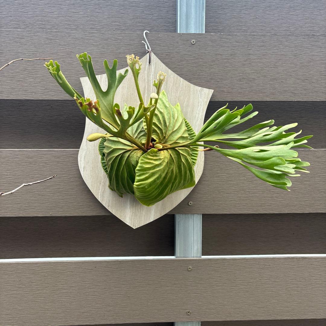 く*様 ビカクシダ　リドレイ　ワイルド　大きめサイズ　コウモリラン