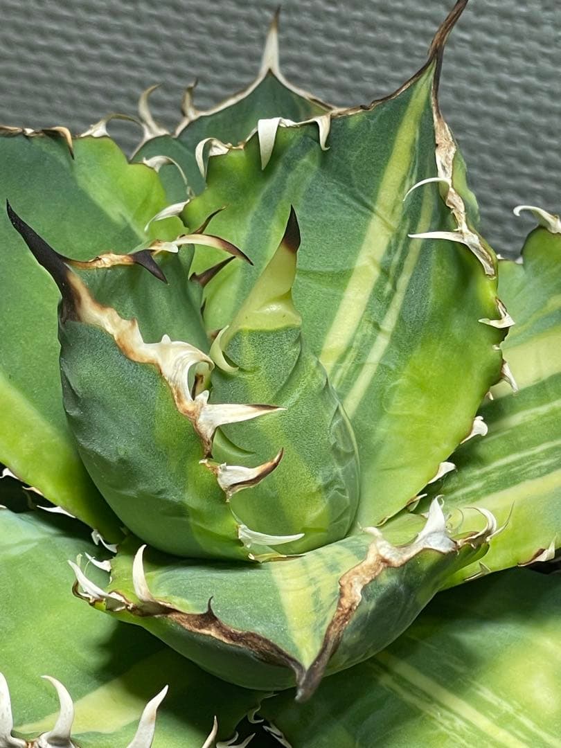Agave titanota チタノタ トリカラー 親株 希少株　価格交渉可