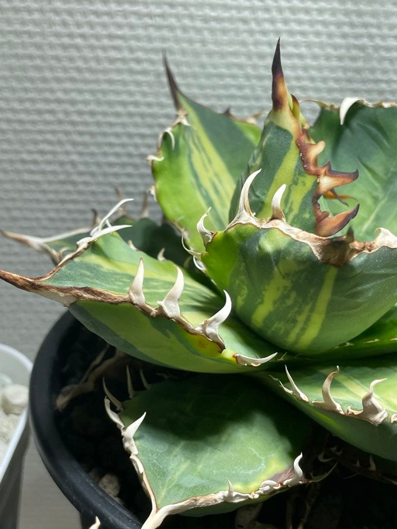 Agave titanota チタノタ トリカラー 親株 希少株　価格交渉可