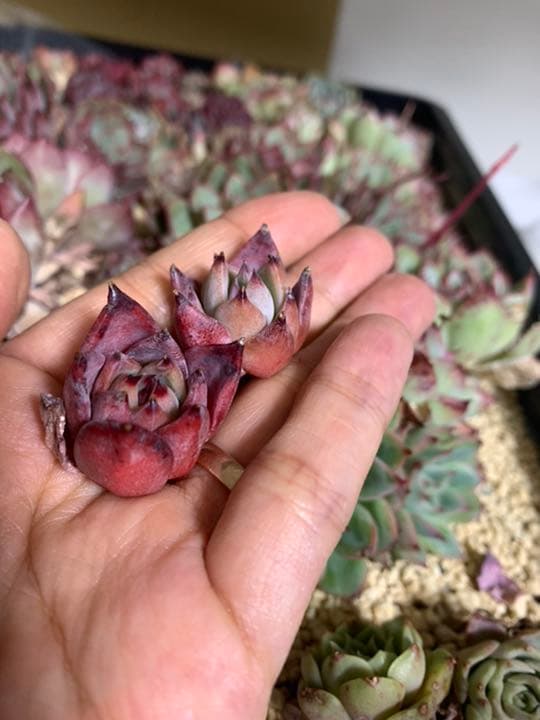 人気！韓国苗☆フライバード