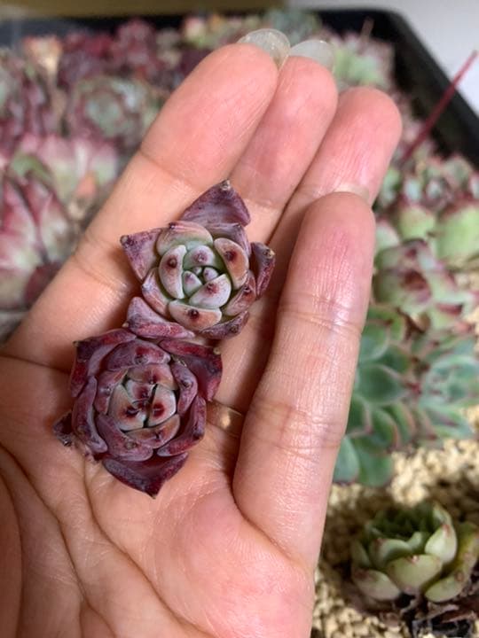 人気！韓国苗☆フライバード