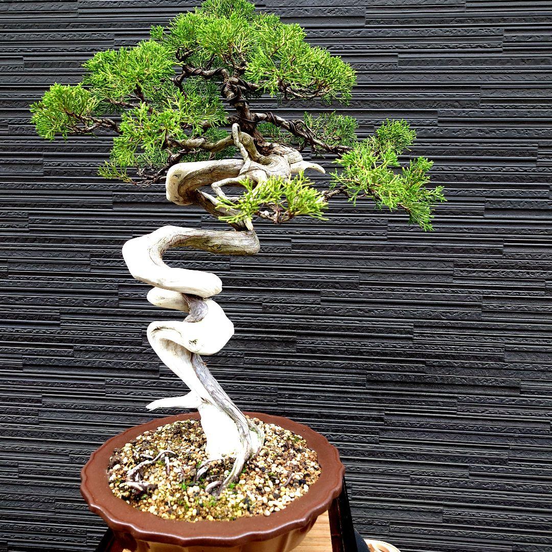 真柏　糸魚川明星山採取　　山木