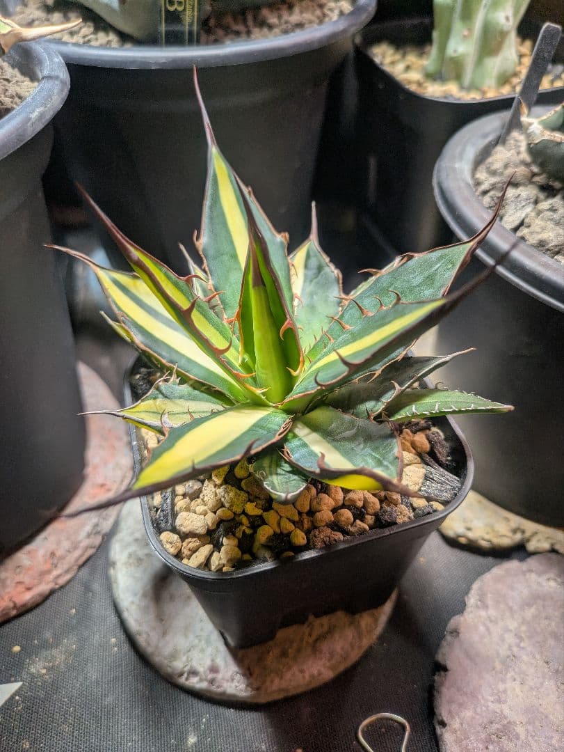 アガベ　ホリダ　錦　斑入り