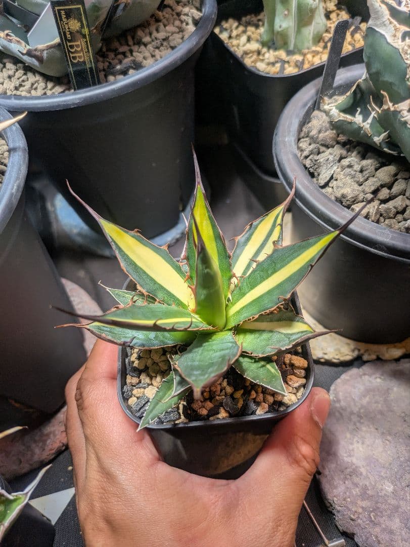 アガベ　ホリダ　錦　斑入り