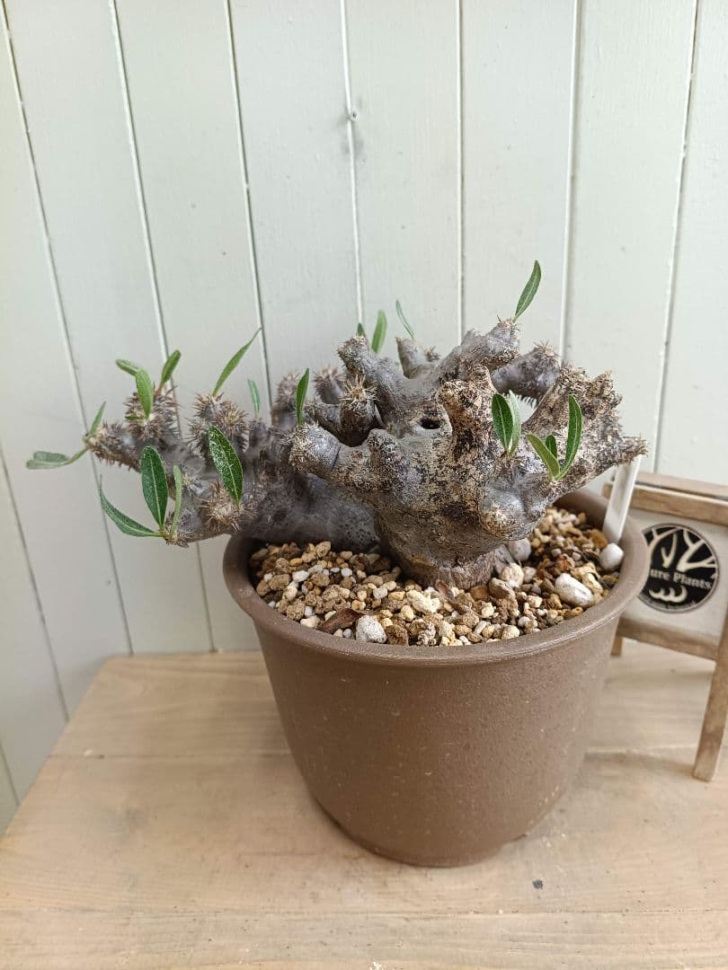 D064★発根済★大株美形パキポディウムブレビカリックス