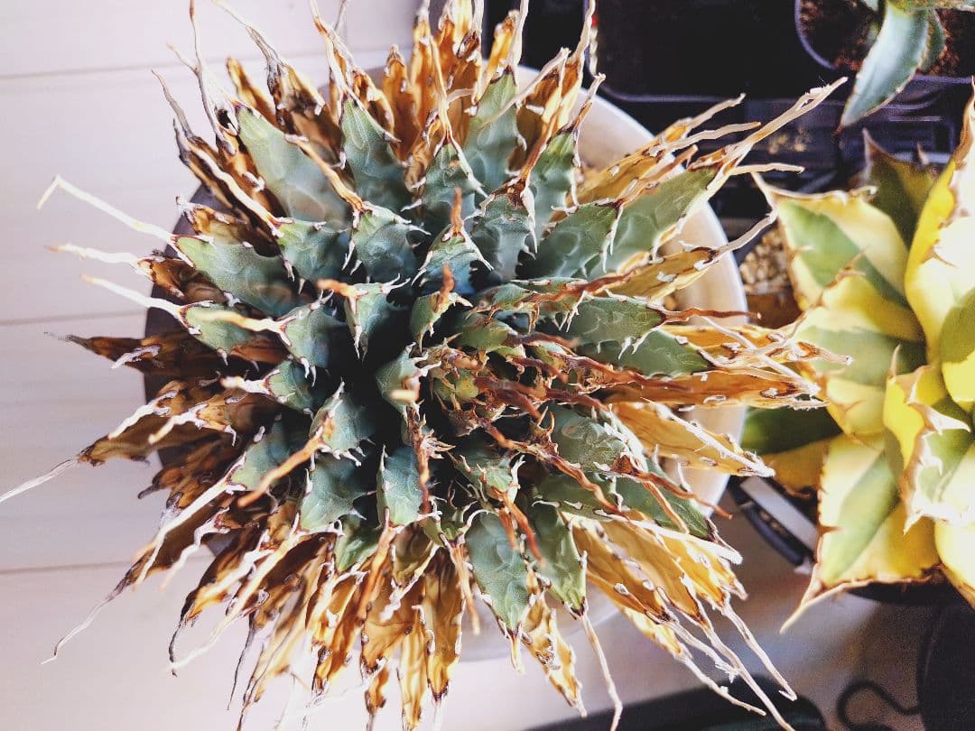 最終値下げ!発根済!25センチ超特大!陽炎エボリスピナ