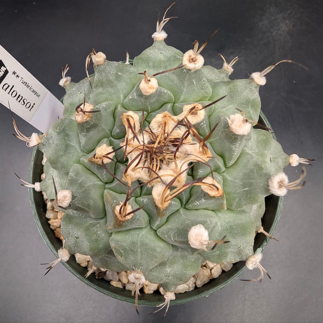 1*o様 アロンソイ 大疣実生 鉢植え メルカリ便送料込み