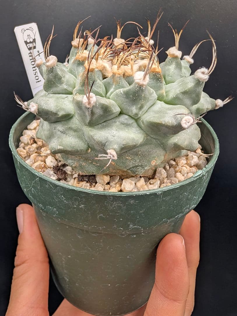 1*o様 アロンソイ 大疣実生 鉢植え メルカリ便送料込み