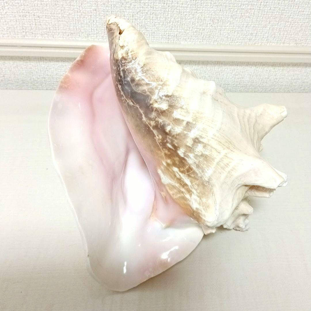 ピンク貝 コンク貝 貝殻 置物 オブジェ インテリア置物 希少 標本 008
