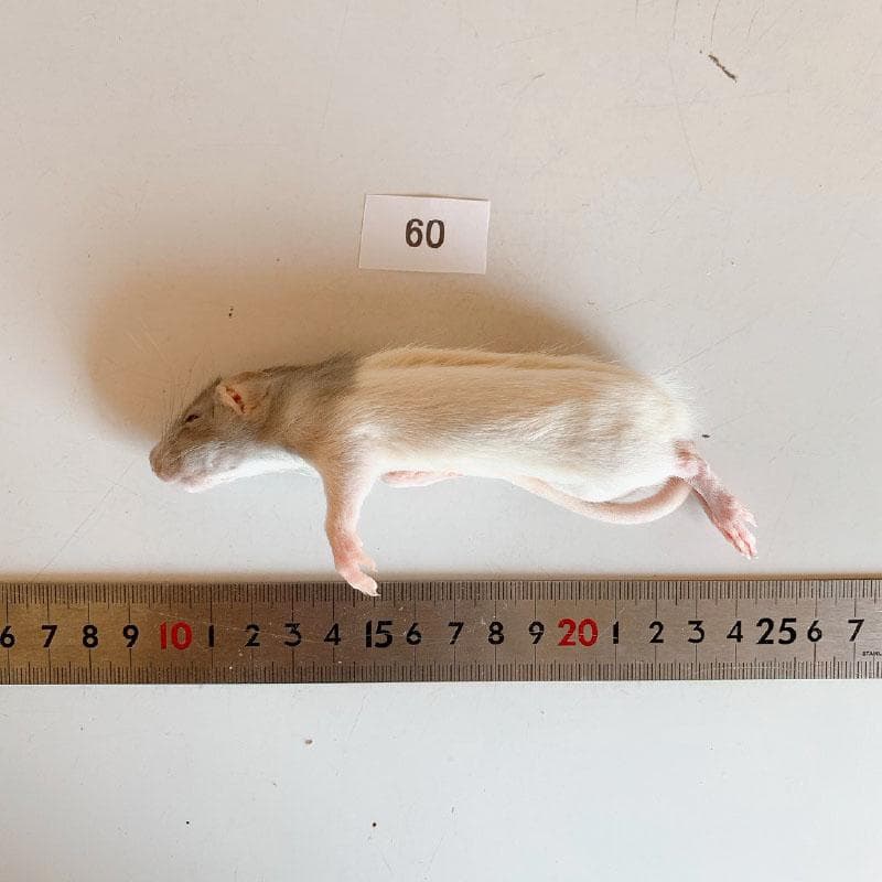 h様限定 ラット 60x2/アダルトMx1