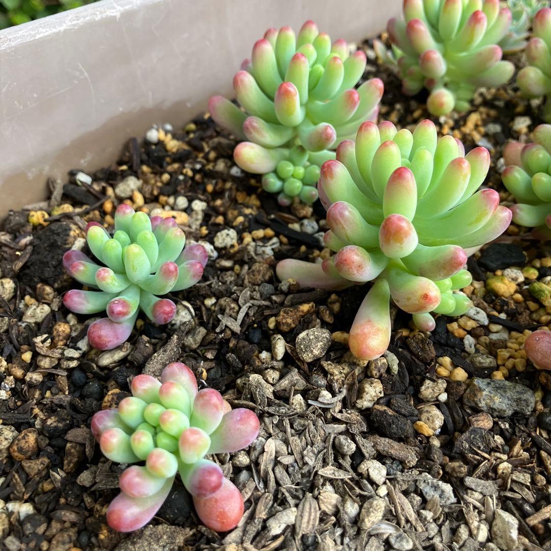 乙女心 11苗 【抜き苗】多肉植物