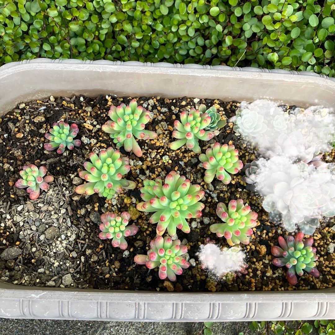 乙女心 11苗 【抜き苗】多肉植物