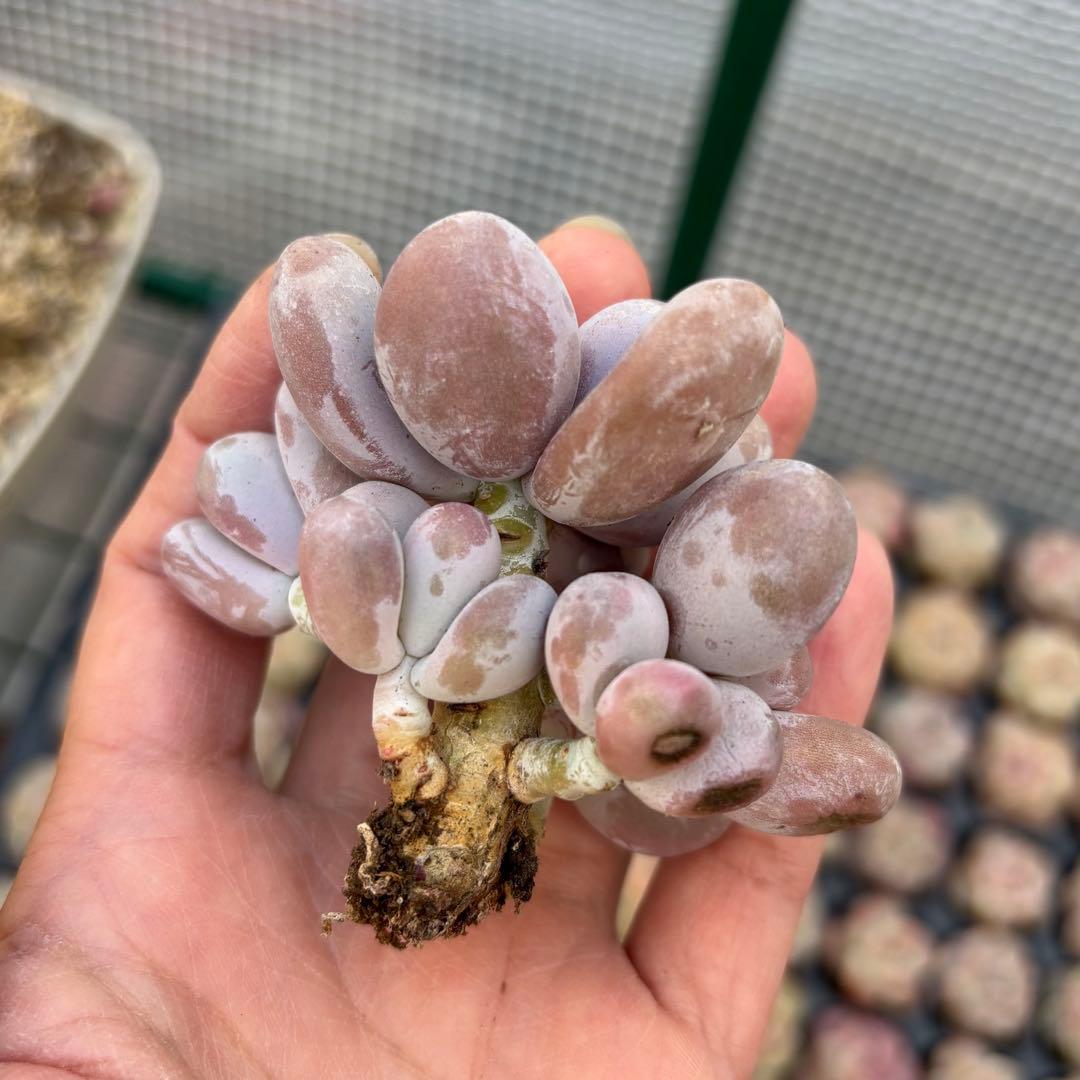 多肉植物♡ぷくぷく♡オレンジスノーボール　カット苗