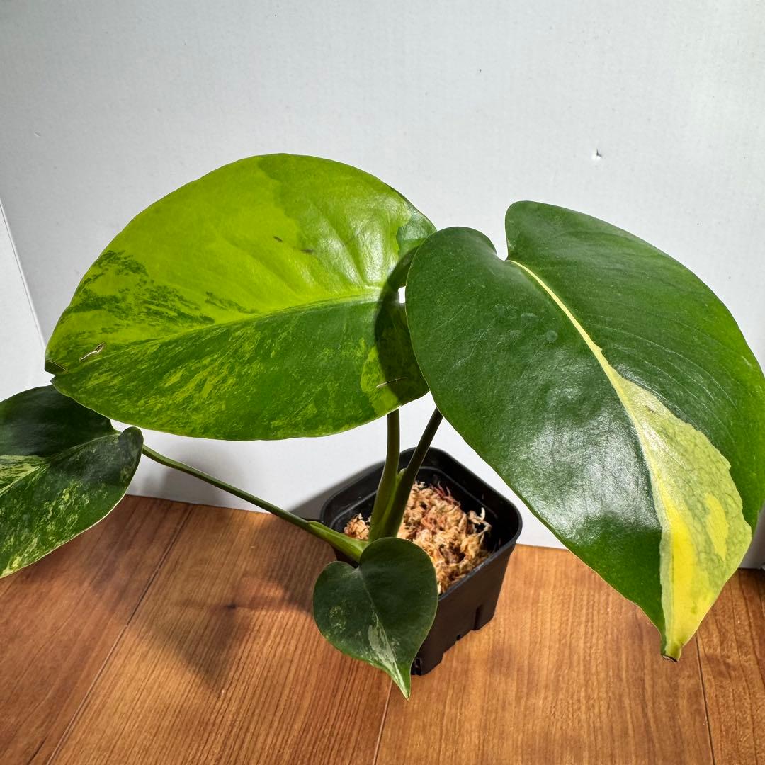 モンステラ　デリシオーサ　イエローマリリン　M4