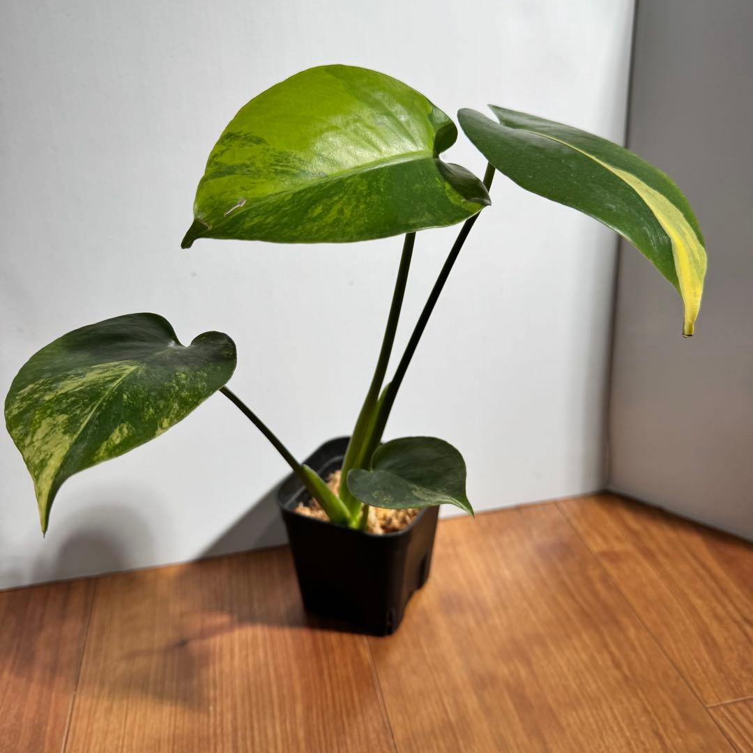 モンステラ　デリシオーサ　イエローマリリン　M4