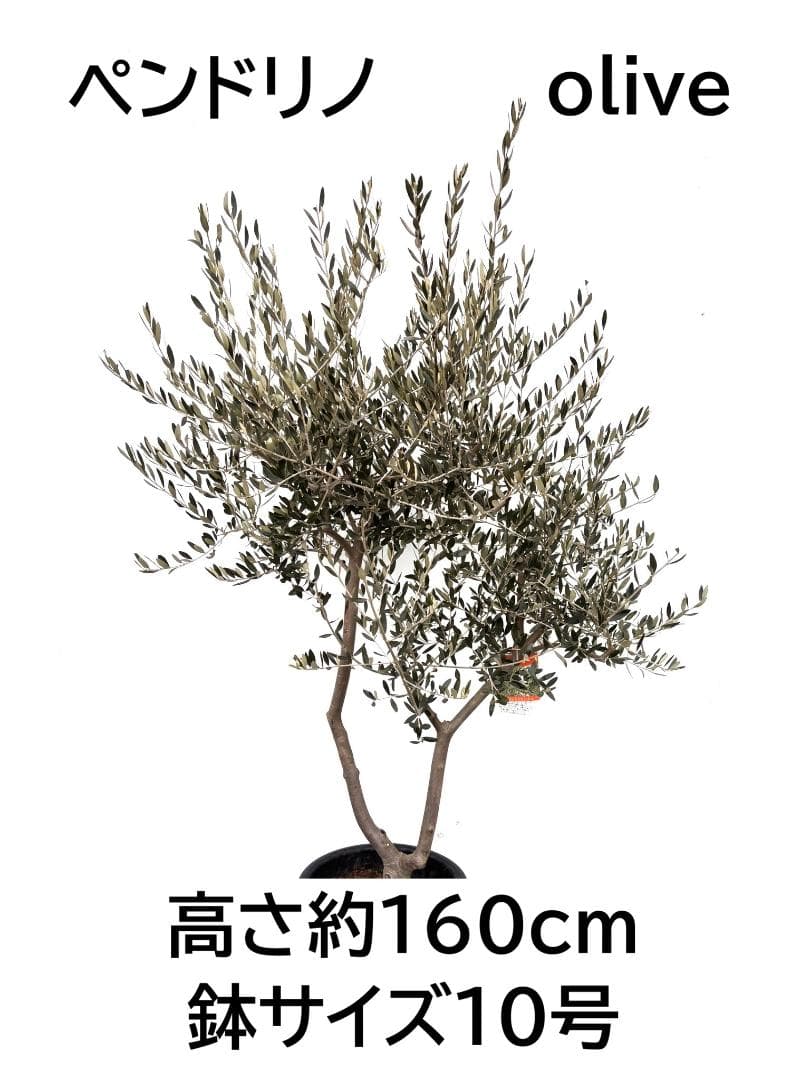 オリーブの木　ペンドリノ　10号　約160cm　K-339　現品掲載