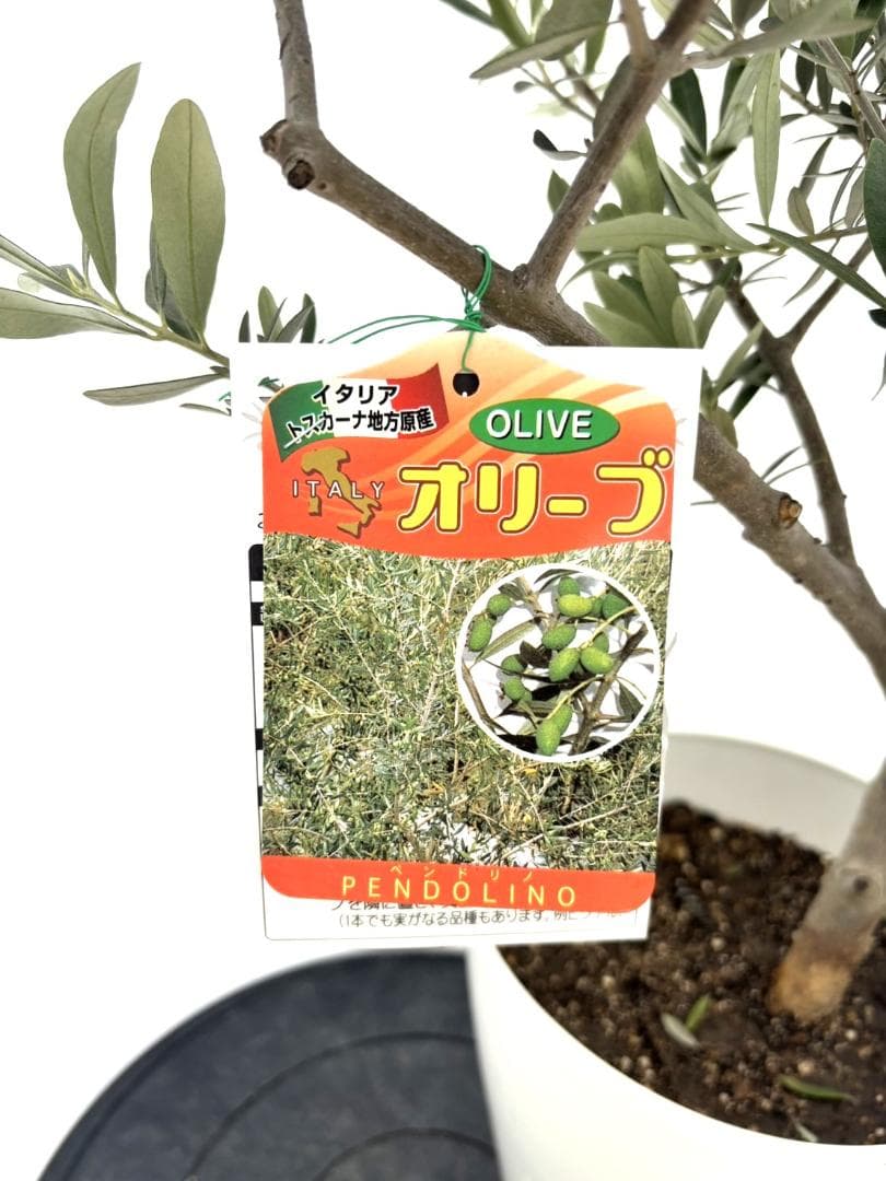 オリーブの木　ペンドリノ　10号　約160cm　K-339　現品掲載